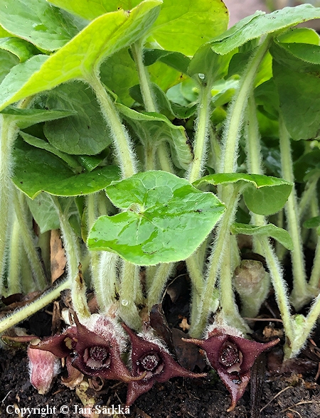  Asarum canadense